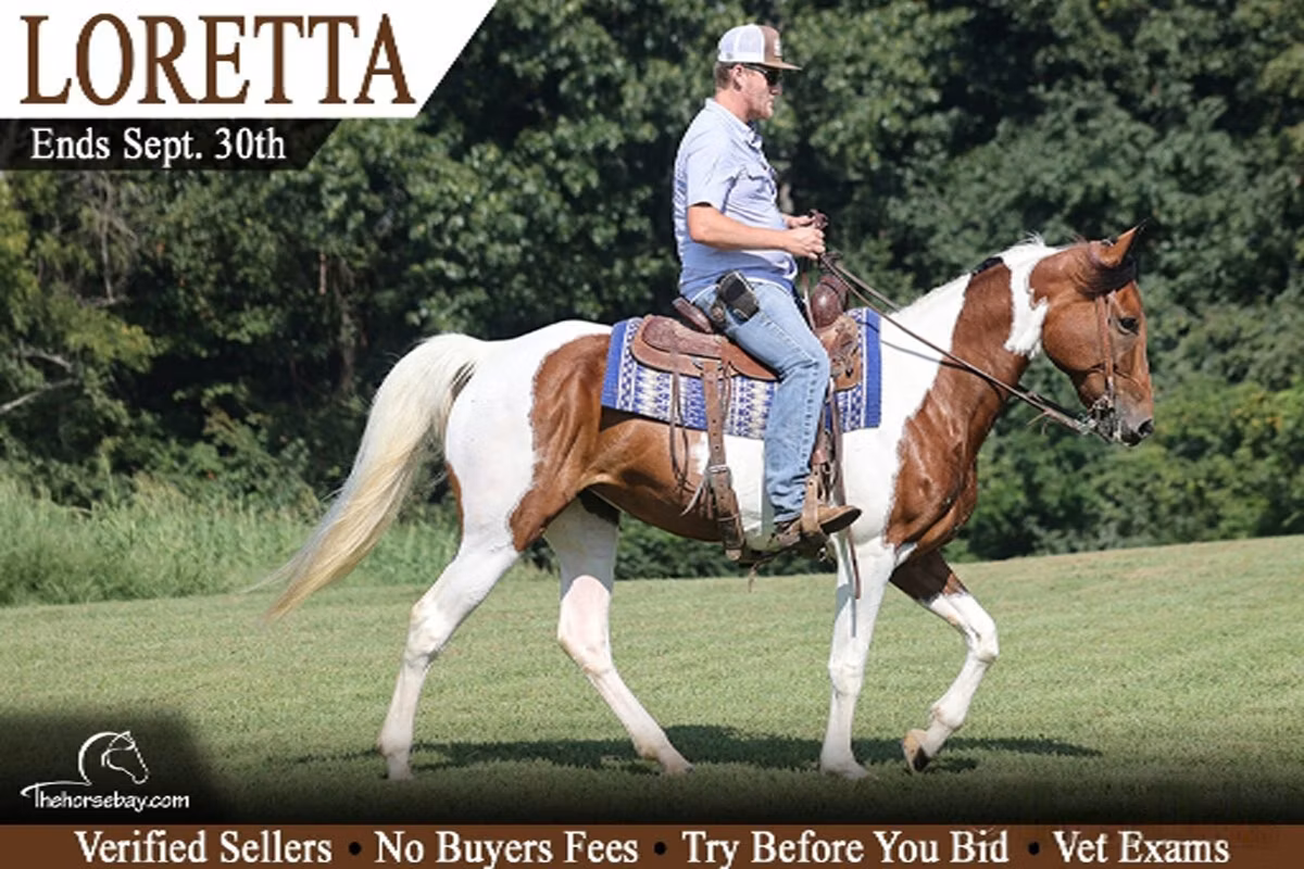Tennessee Walking Horse