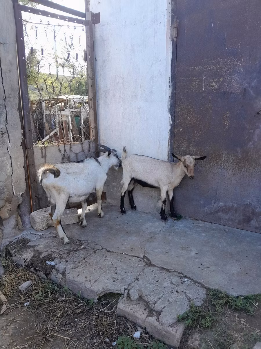 Saanen goat