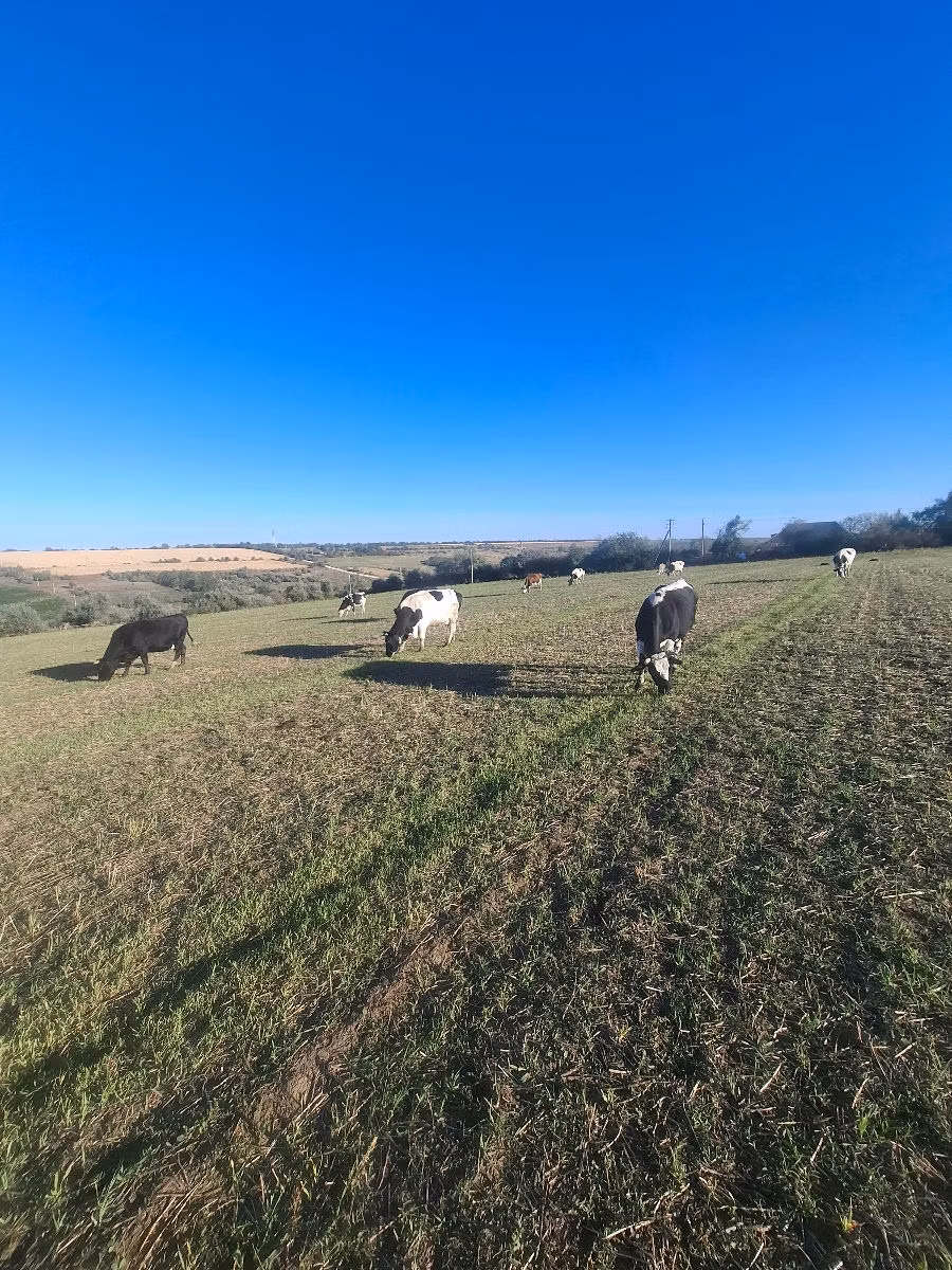 Simmental cattle
