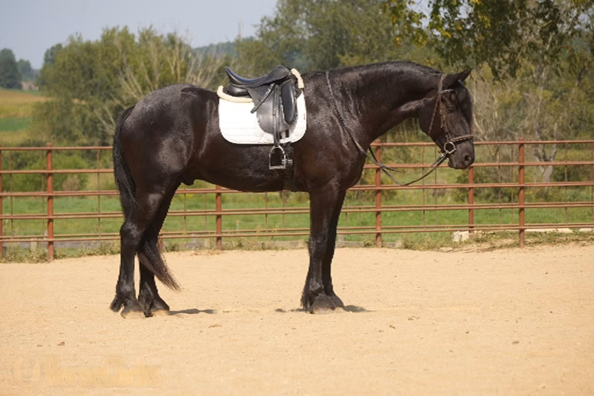 Friesian