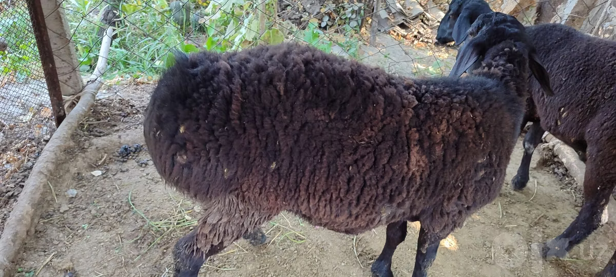 Blackheaded Persian sheep