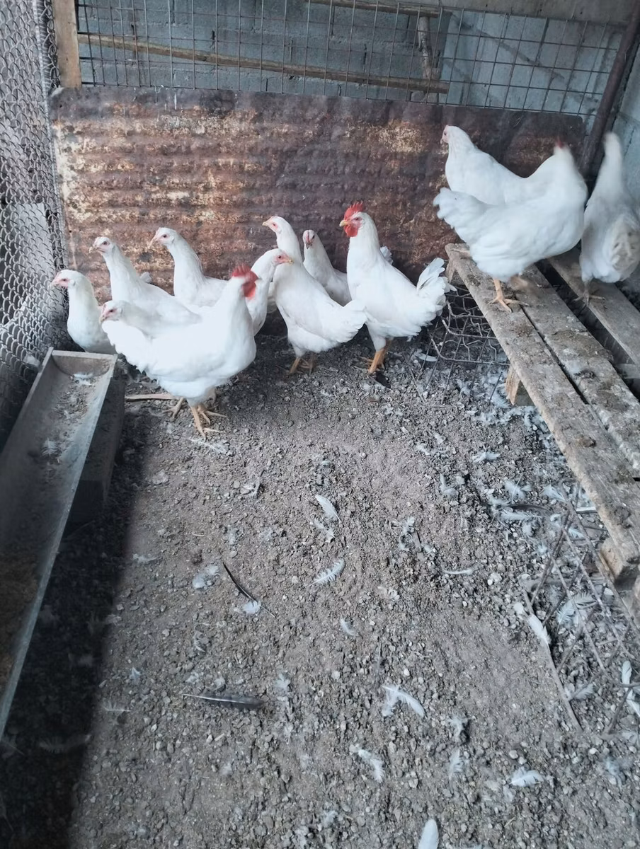 Leghorn