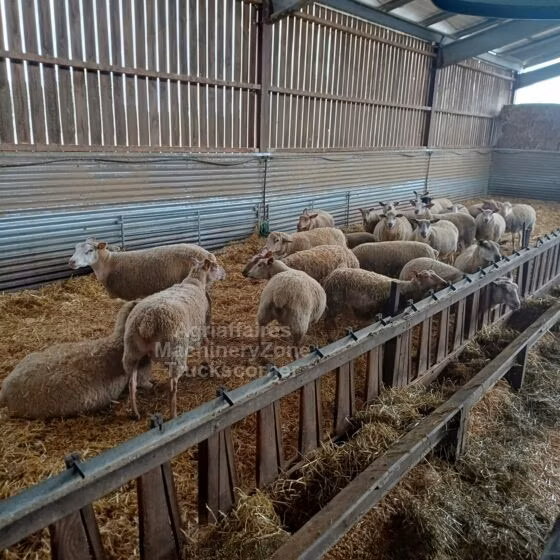 Rouge de l’Ouest sheep