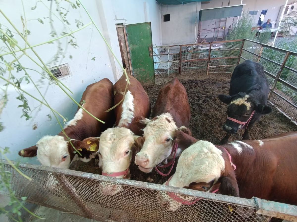 हेरफोर्ड