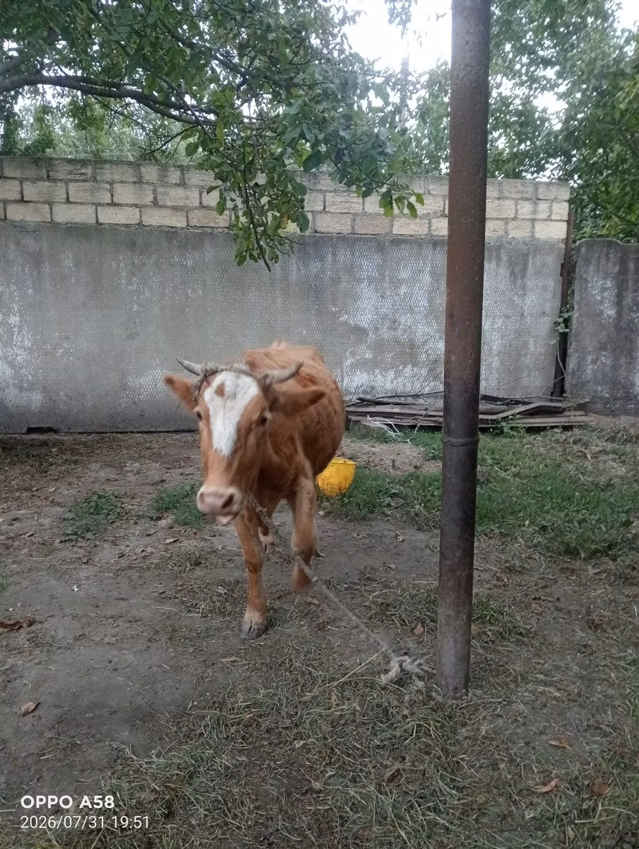 Vəhşi jak