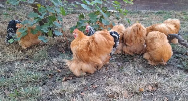 Pekin Bantam