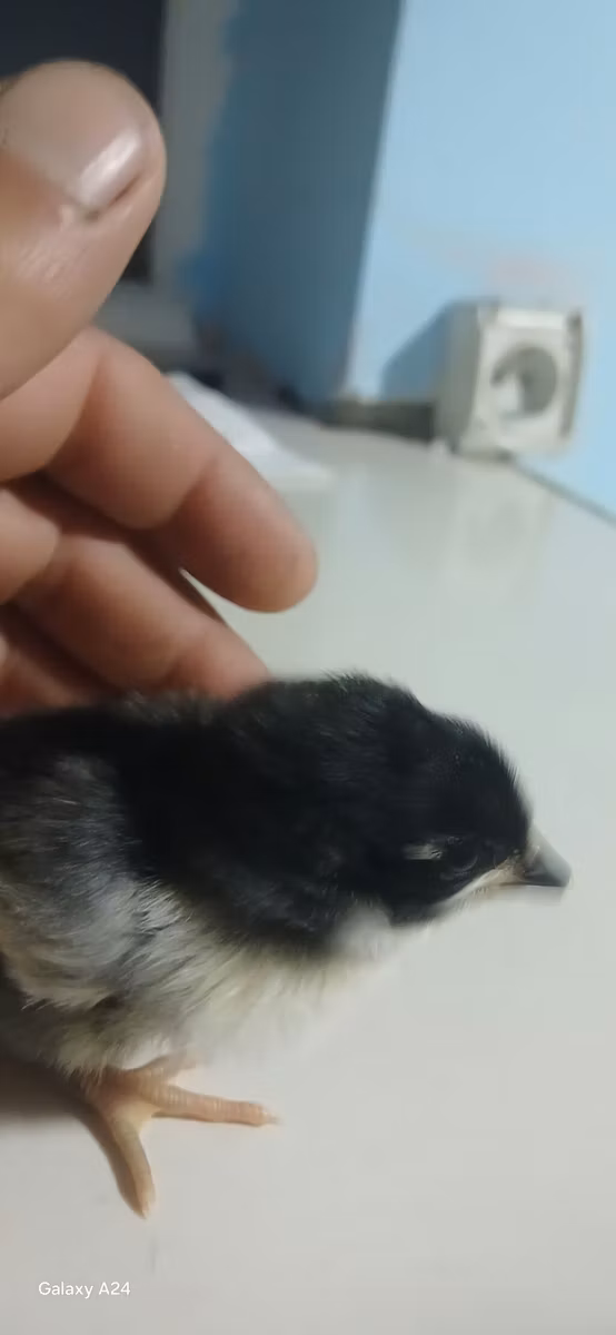 Avstraliya Pit Game quşu
