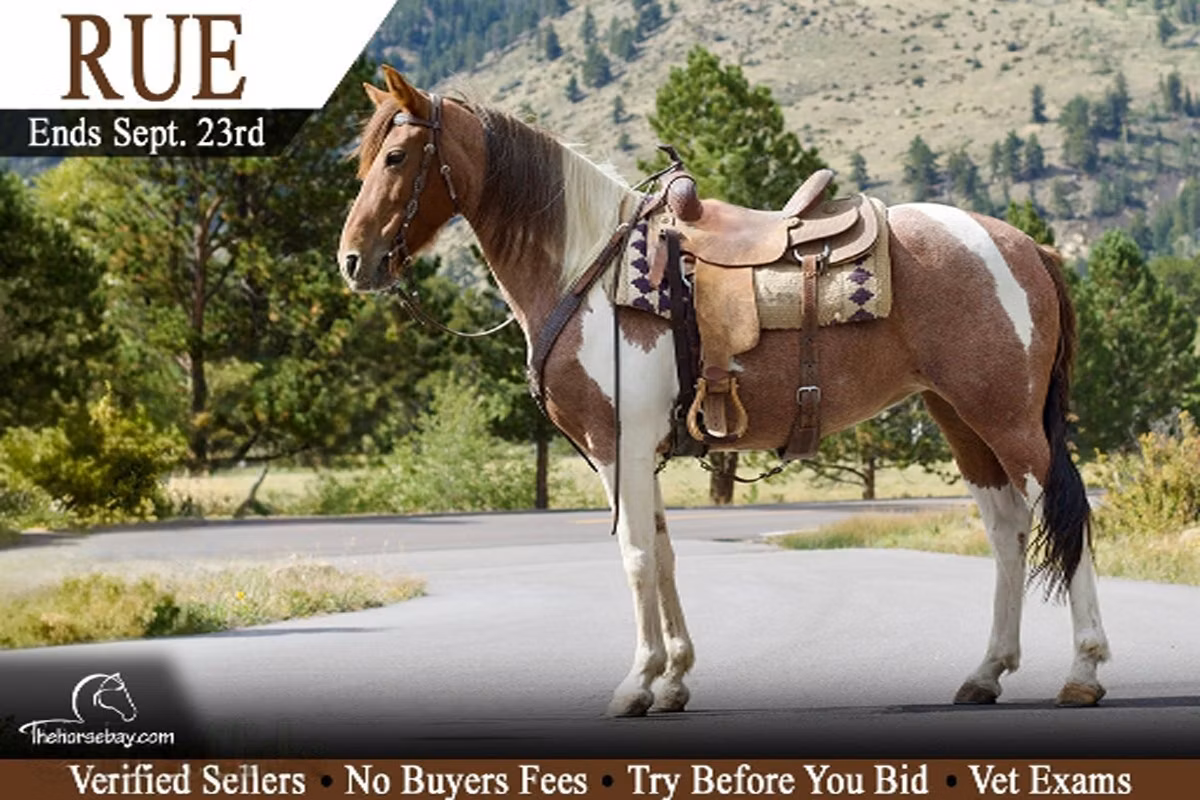 Tennessee Walking Horse