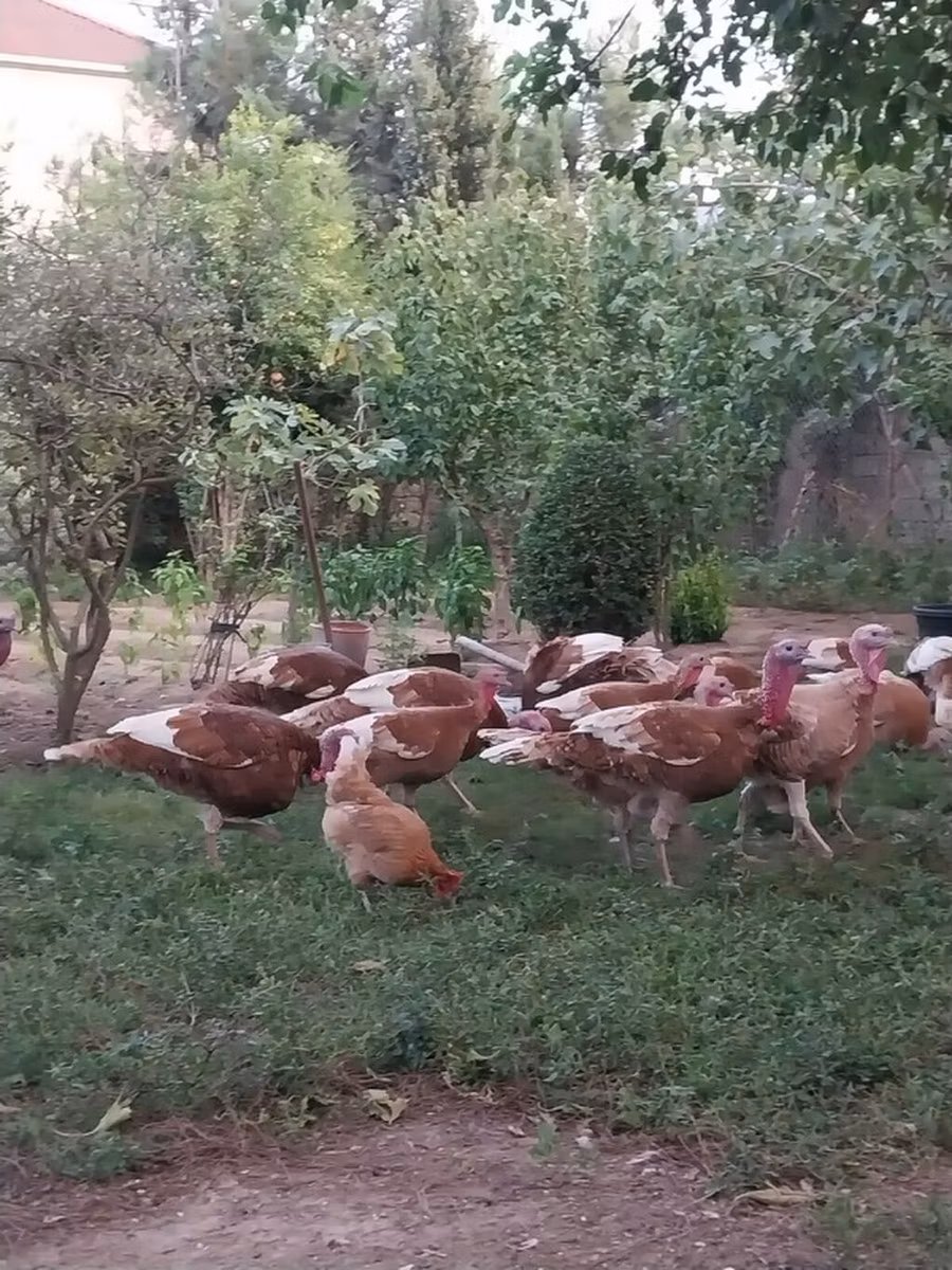 Burbon Qırmızı