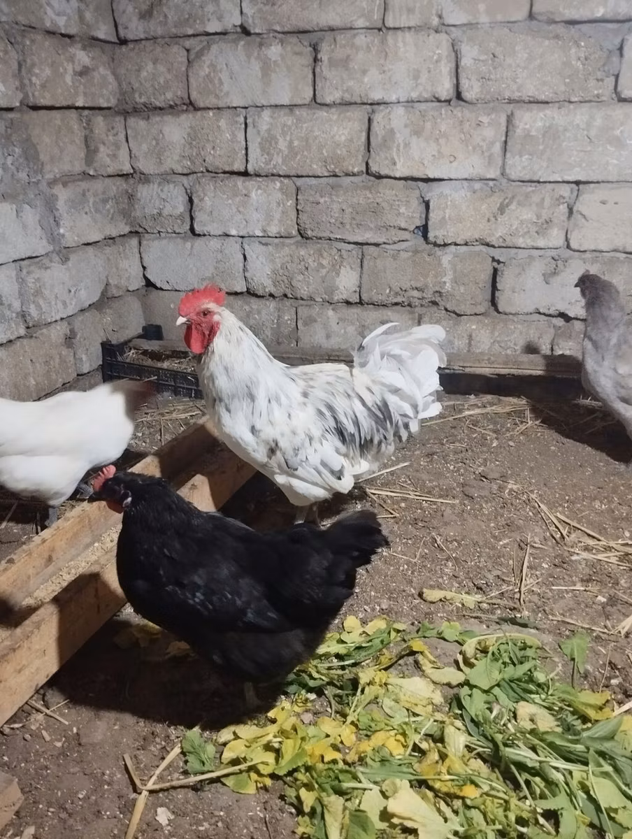 Australorp