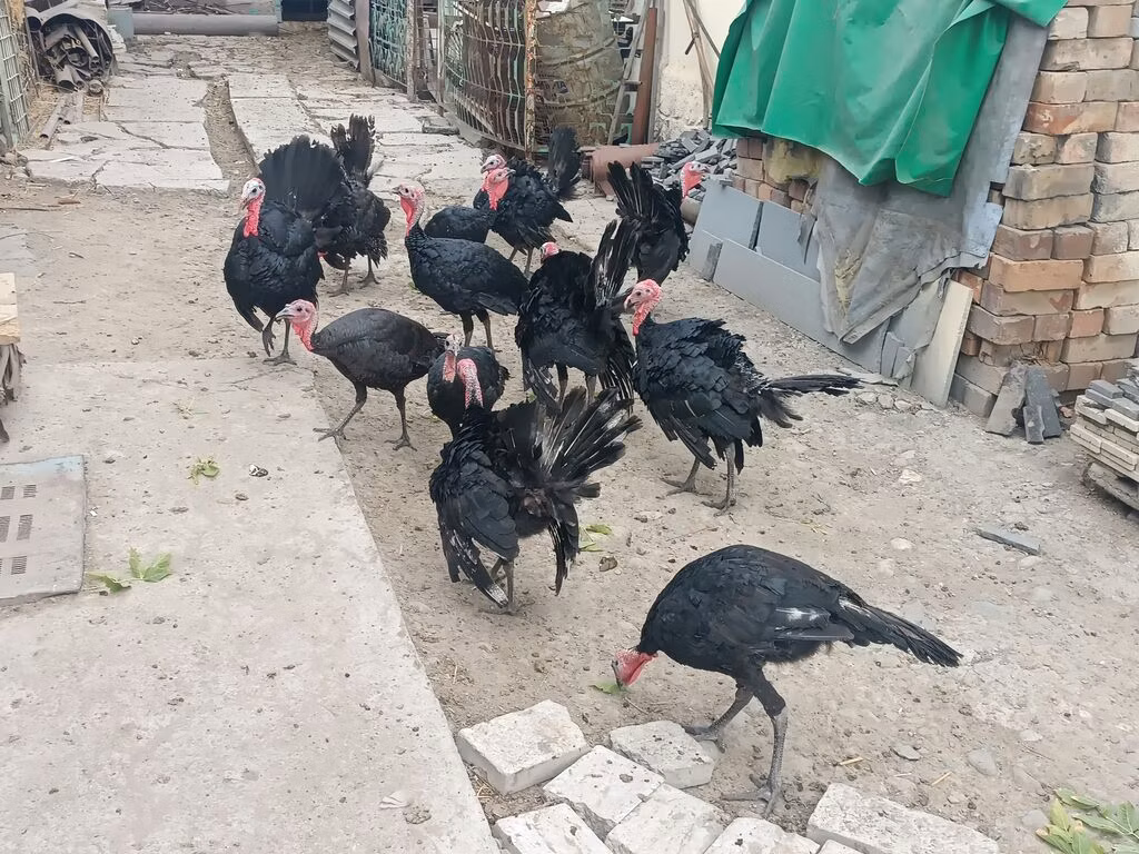 Geniş Sinəli Ağ