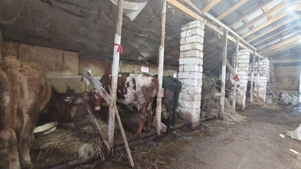 Qırmızı step inəyi