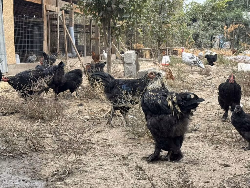 Jersey Giant