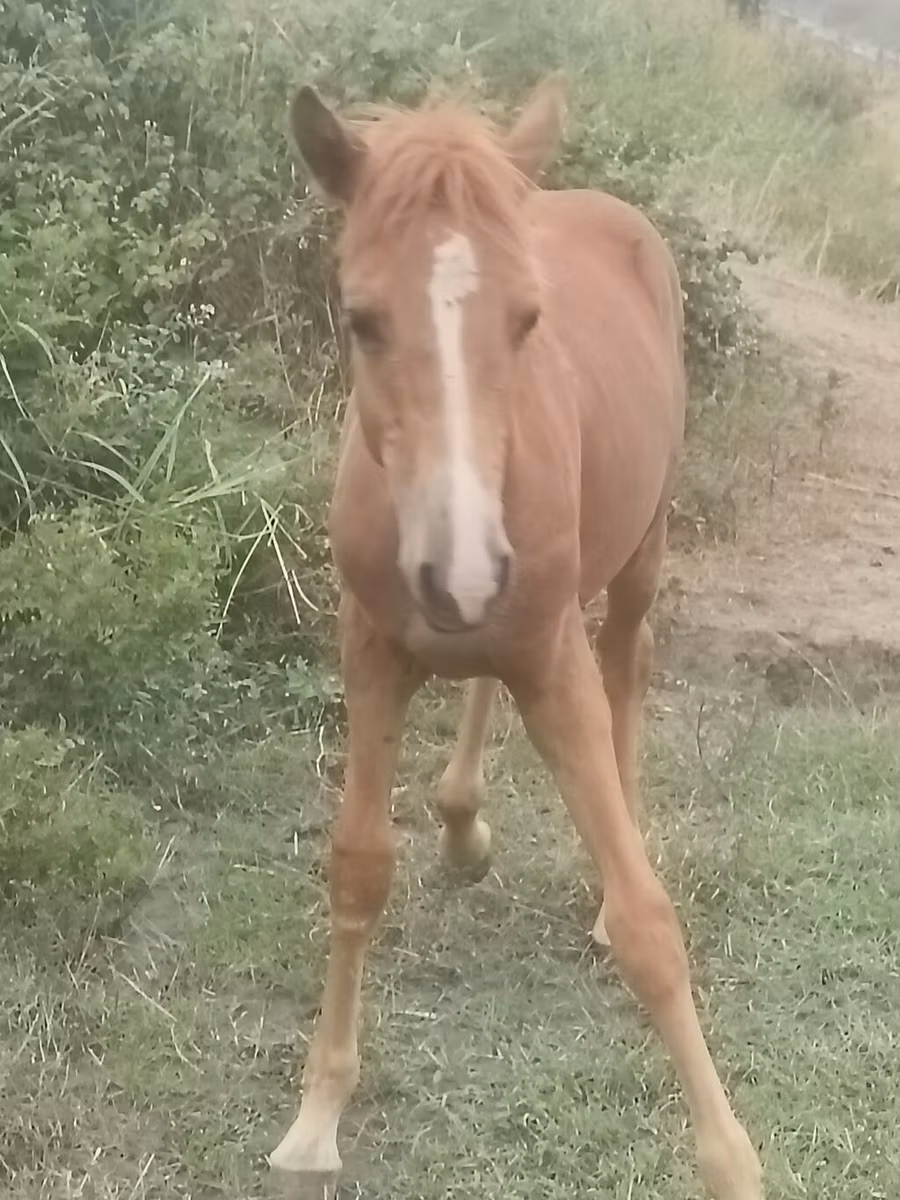 Azerbaijan horse