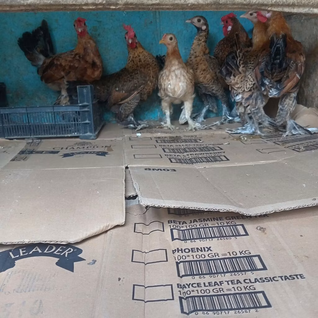 Yapon Bantam