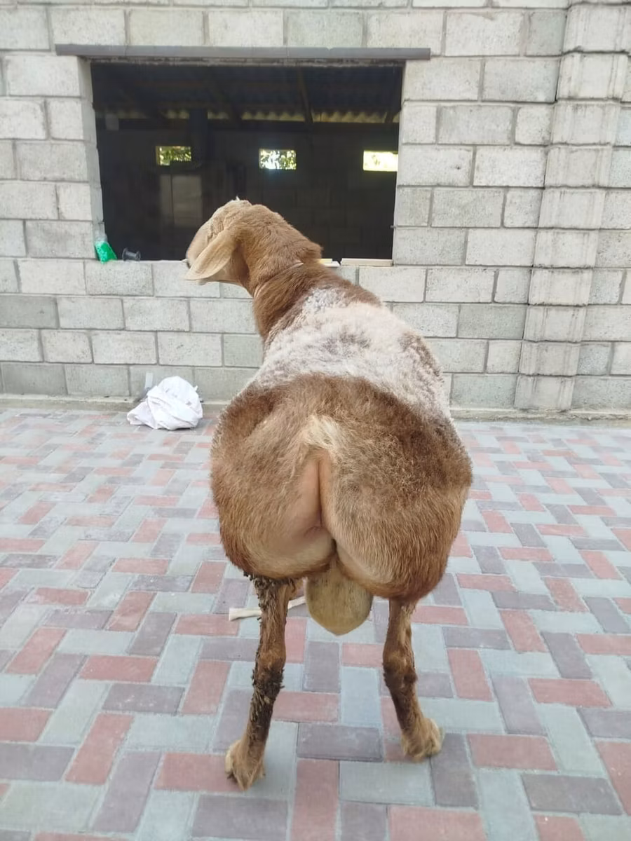 Rhon sheep