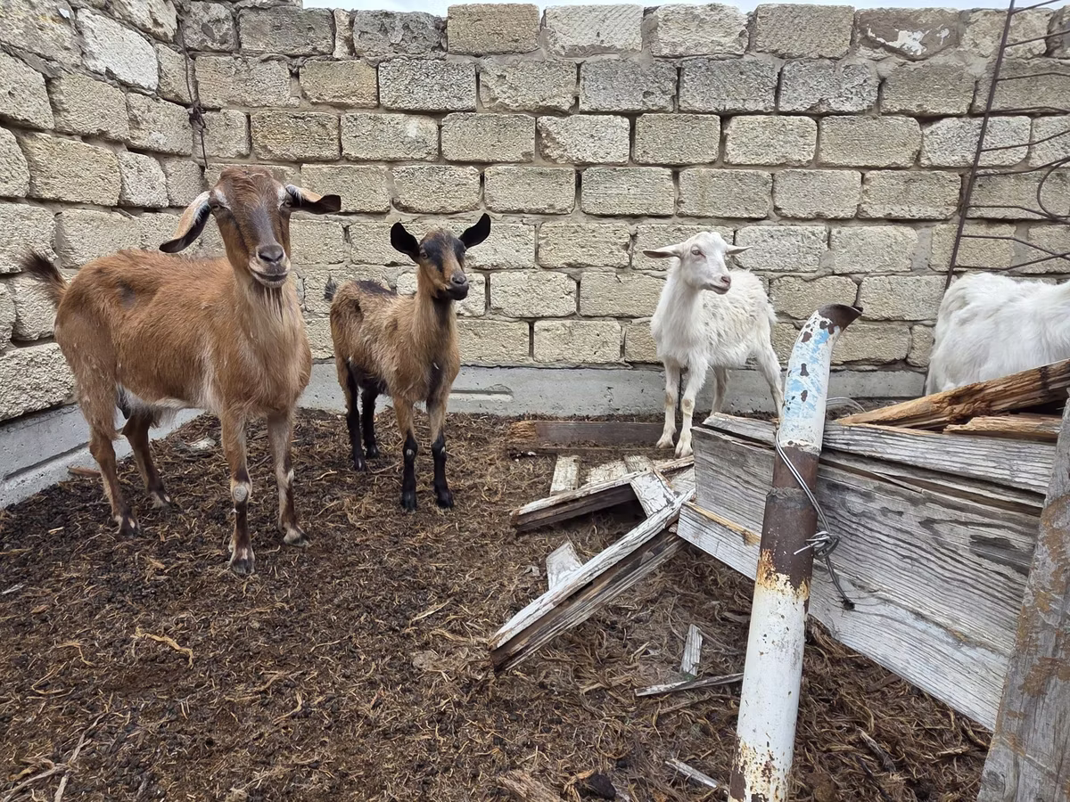 Saanen goat