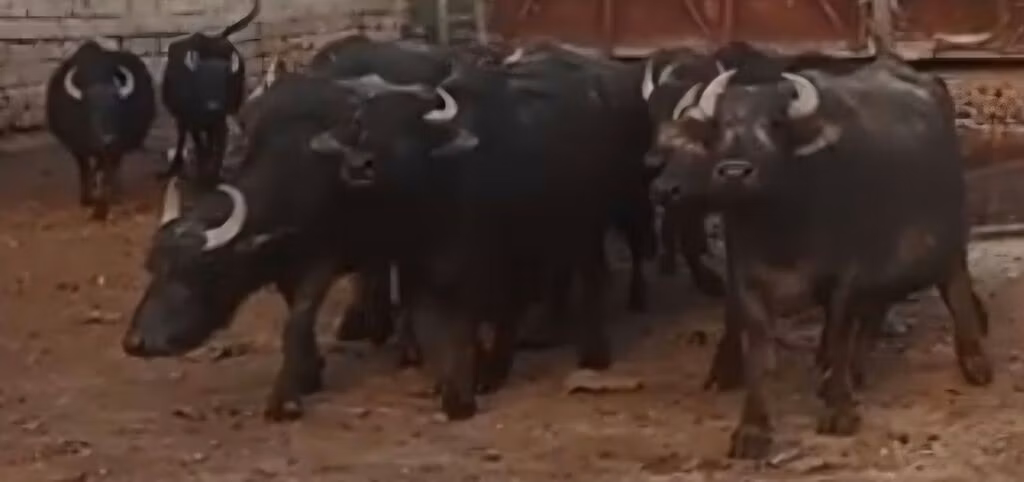 अफ्रीकी भैंस