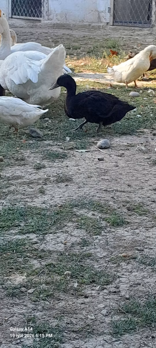 Avstraliya Ləkəli