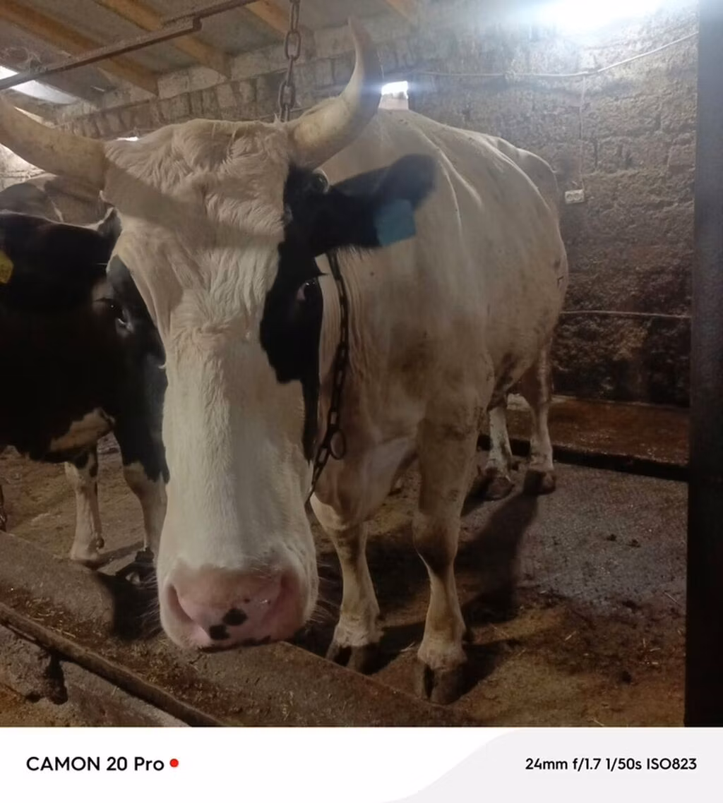 Simmental cattle