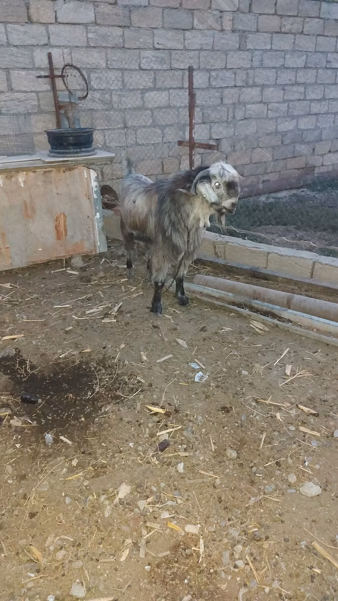 Damask goat