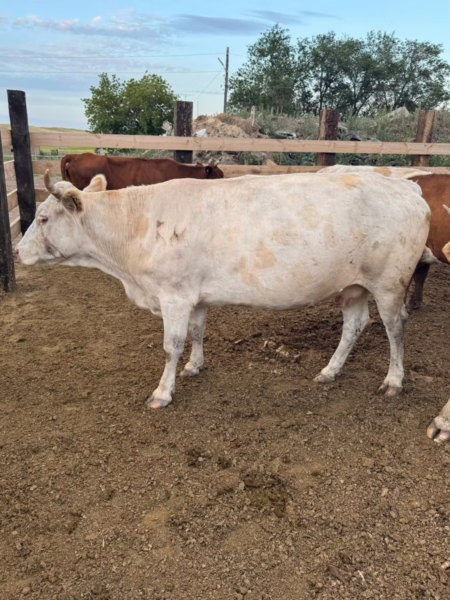 Swiss cattle
