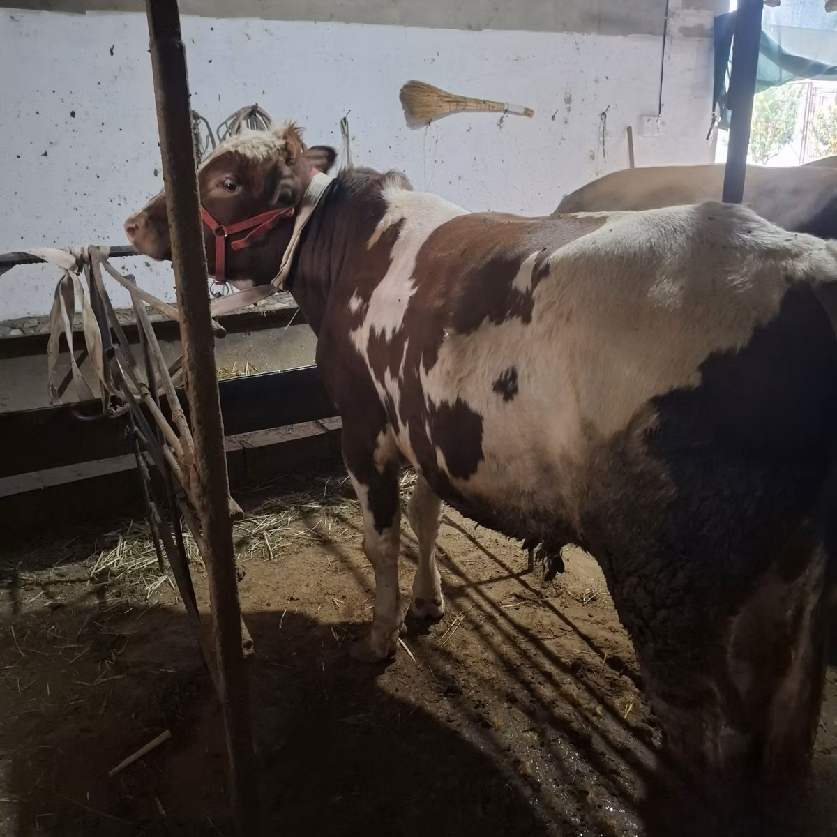 Ukrainian Red Pied Dairy cattle