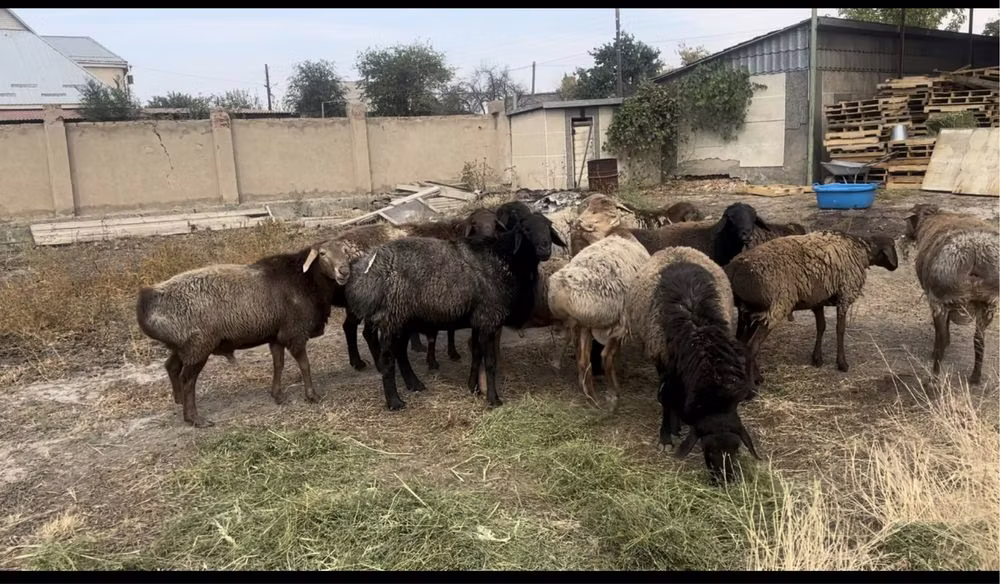 Edilbay sheep