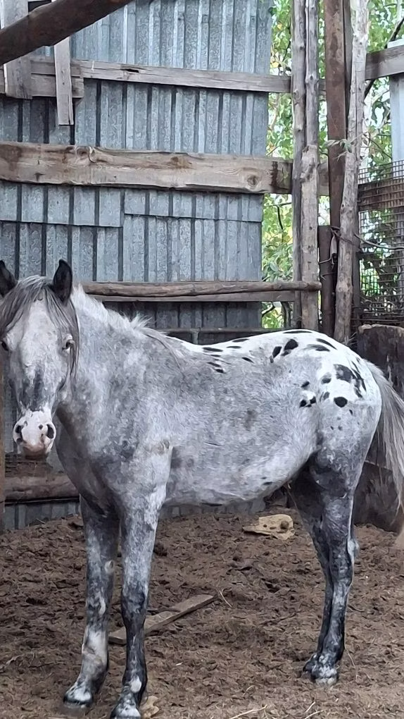 Appaloosa