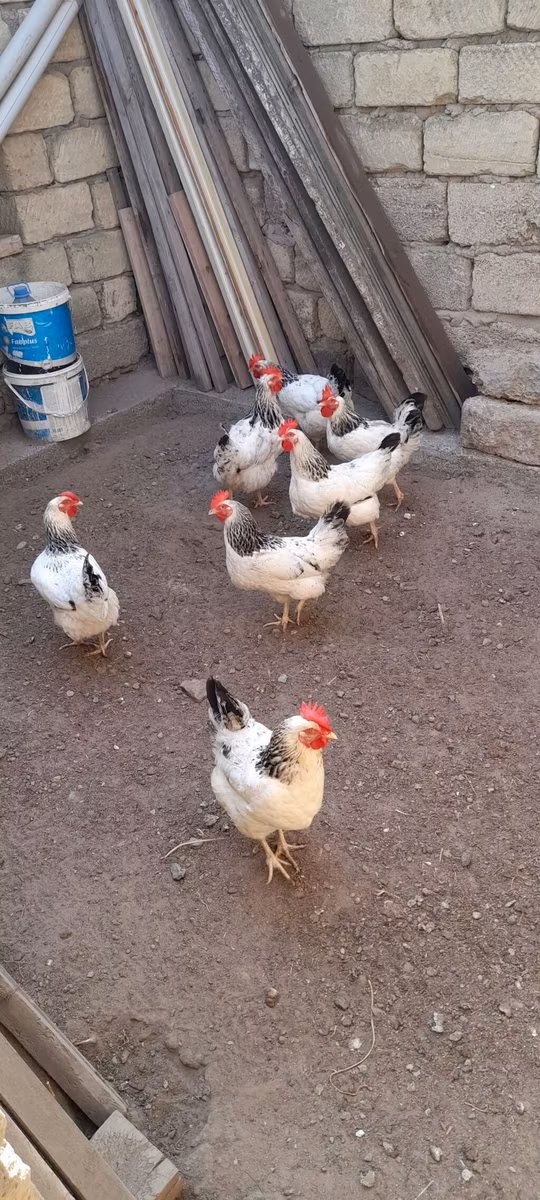 لاكنفيلدر