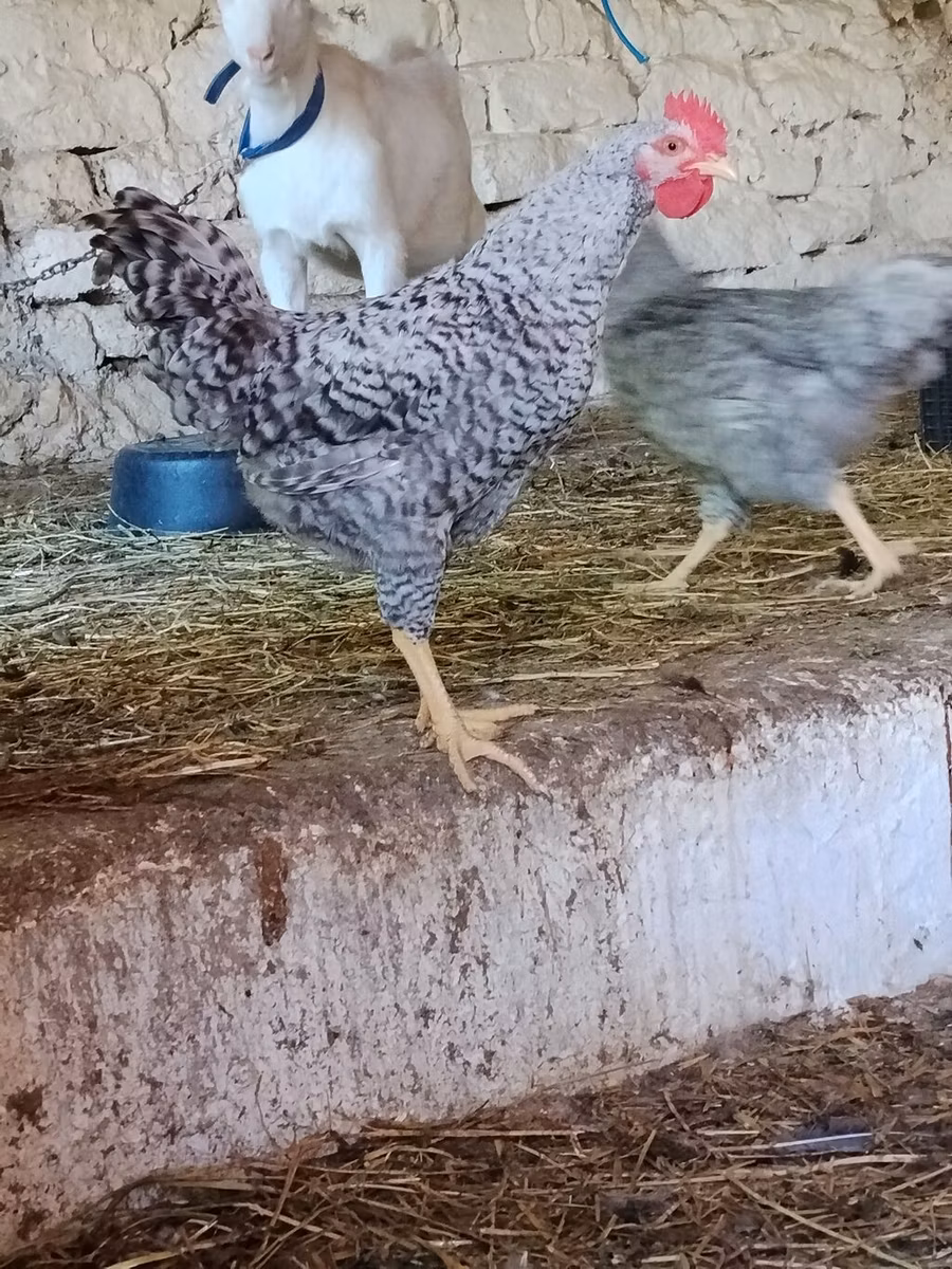 دجاجة سلوفينية مخططة