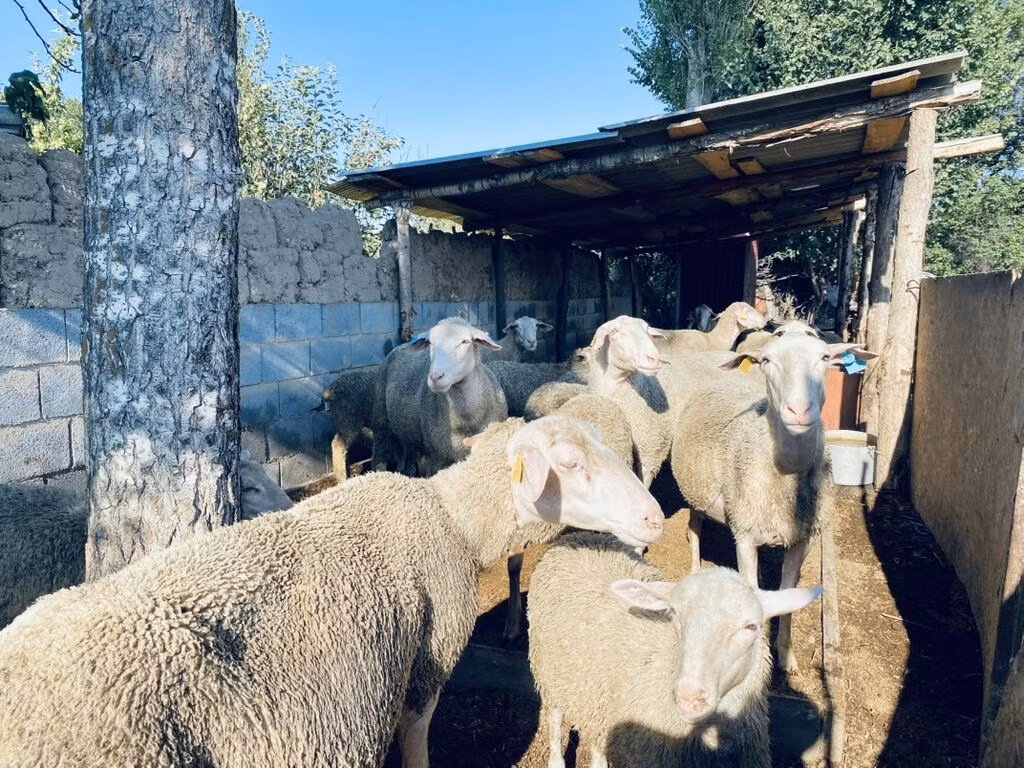 Merinoland sheep