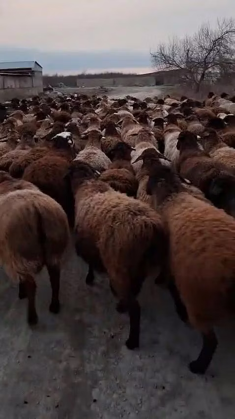 Hissar sheep