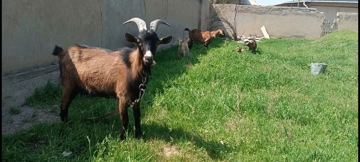 Czech Brown Shorthaired goats
