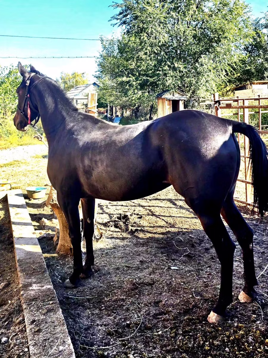 Arabian horse