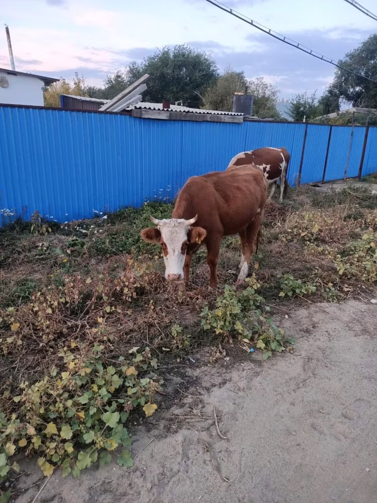 Kazakh White-headed cow