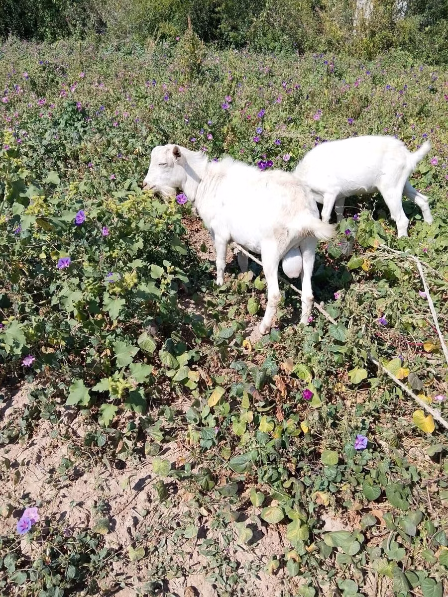 Saanen goat