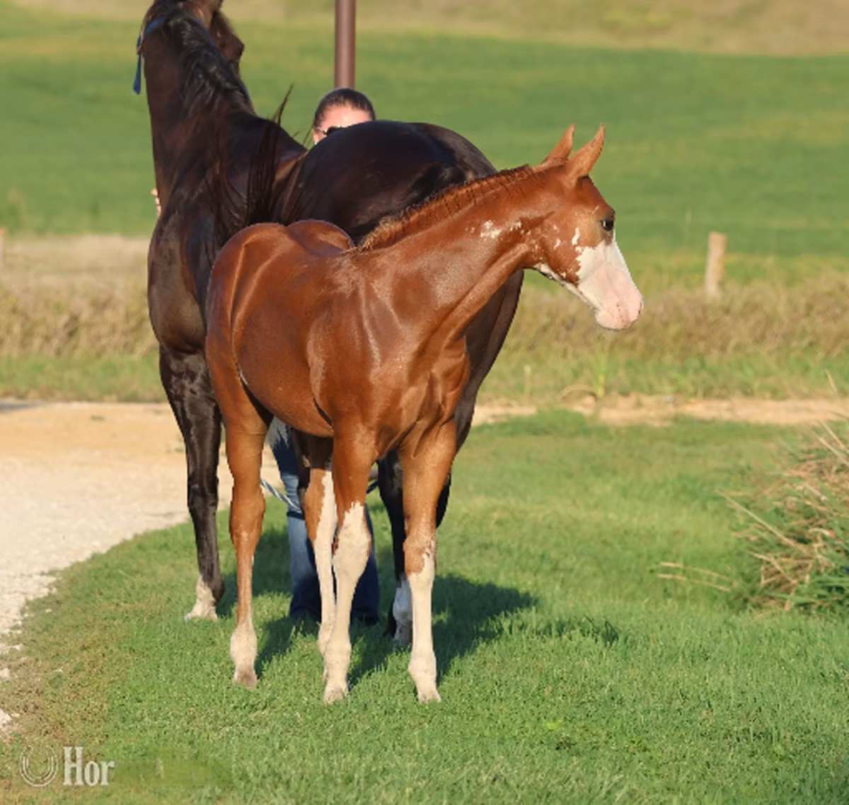 Alter Real