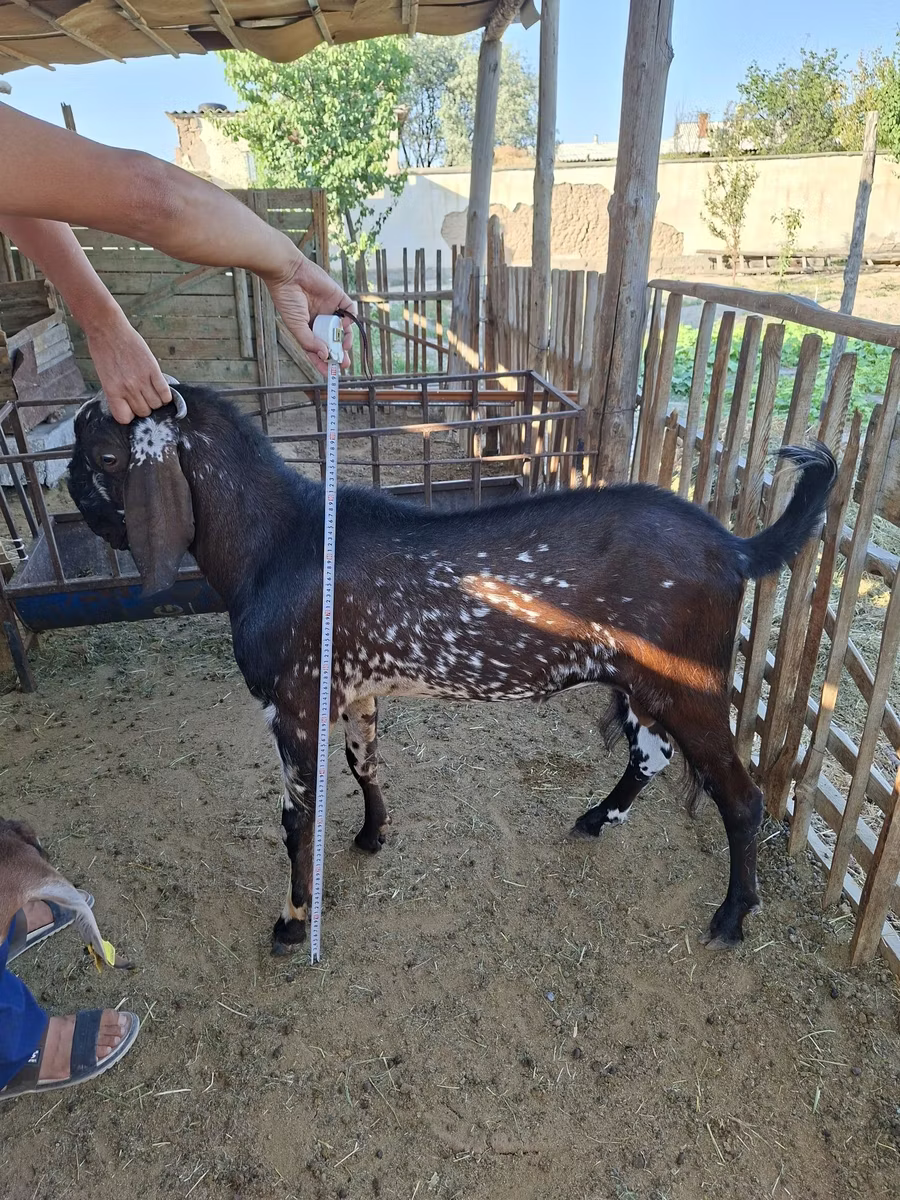 Beetal goats