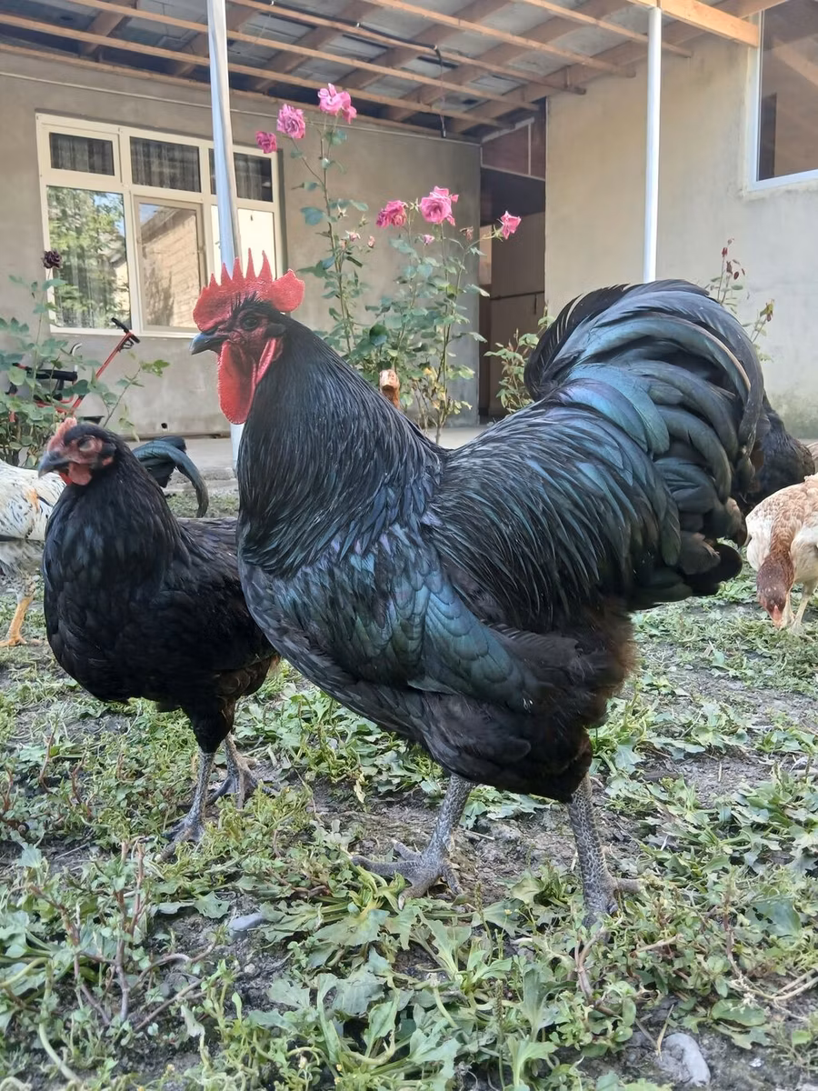 Australorp