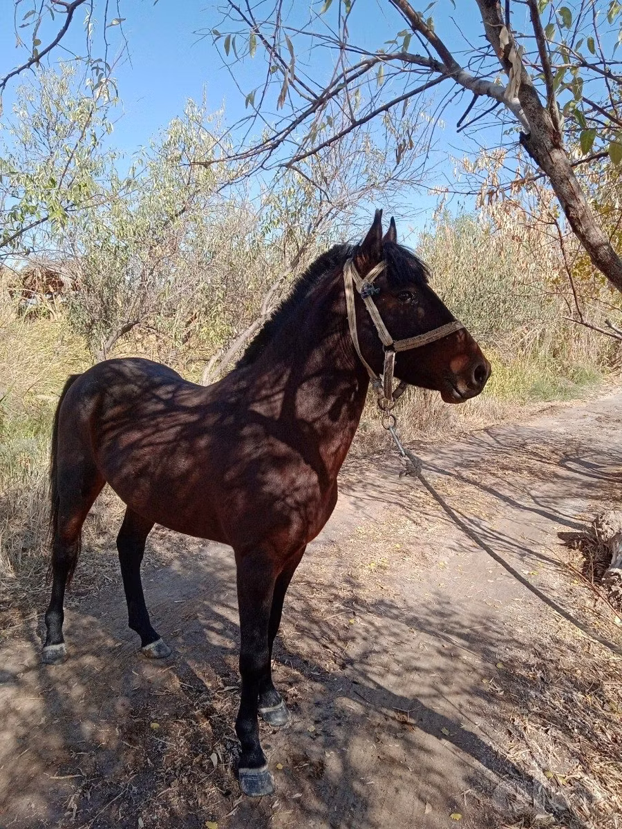 Karabair horse