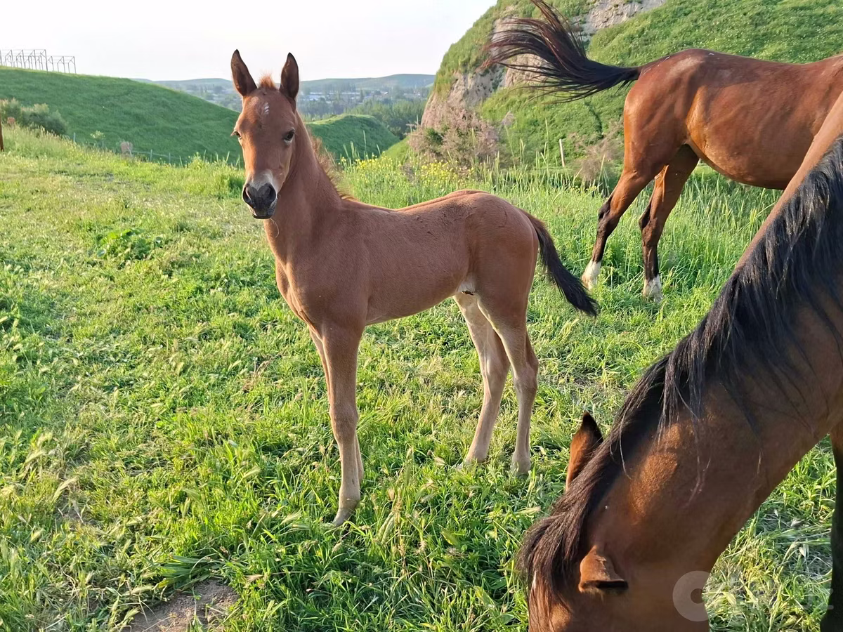 Akhal-Teke