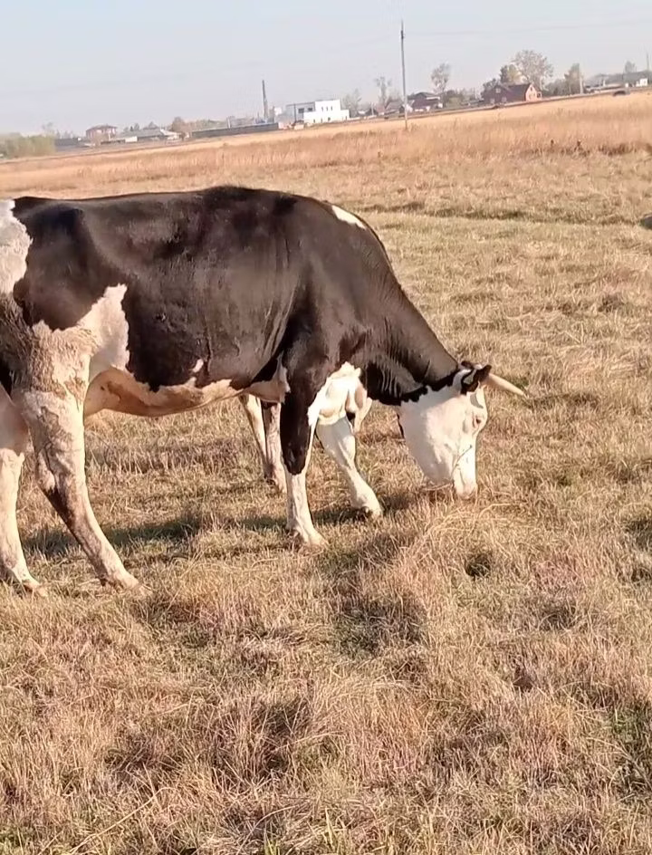 Latvian Blue cattle