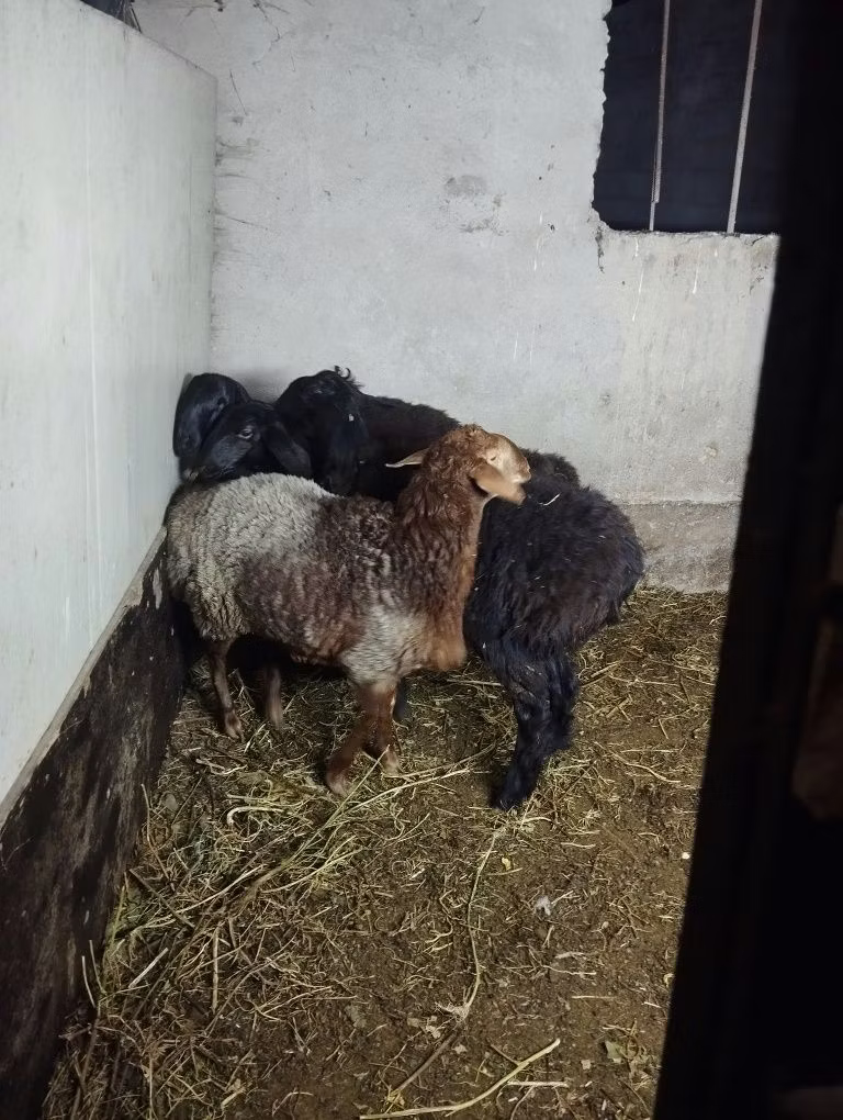 Hissar sheep