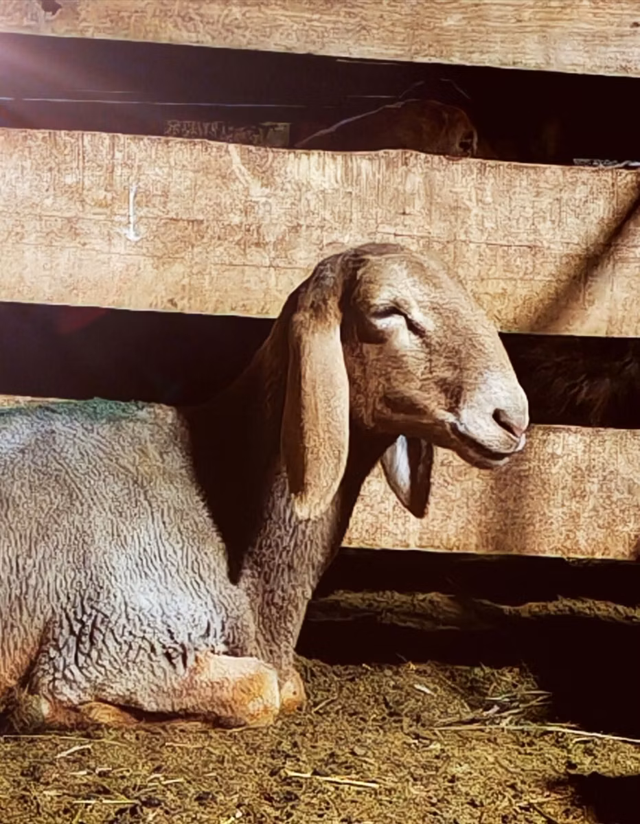 Arashan sheep
