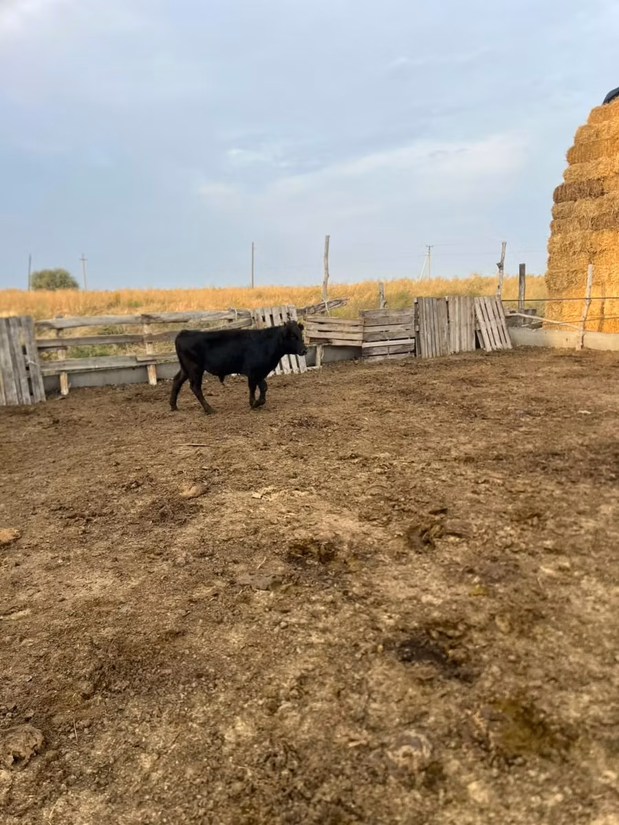 Aberdeen-Angus