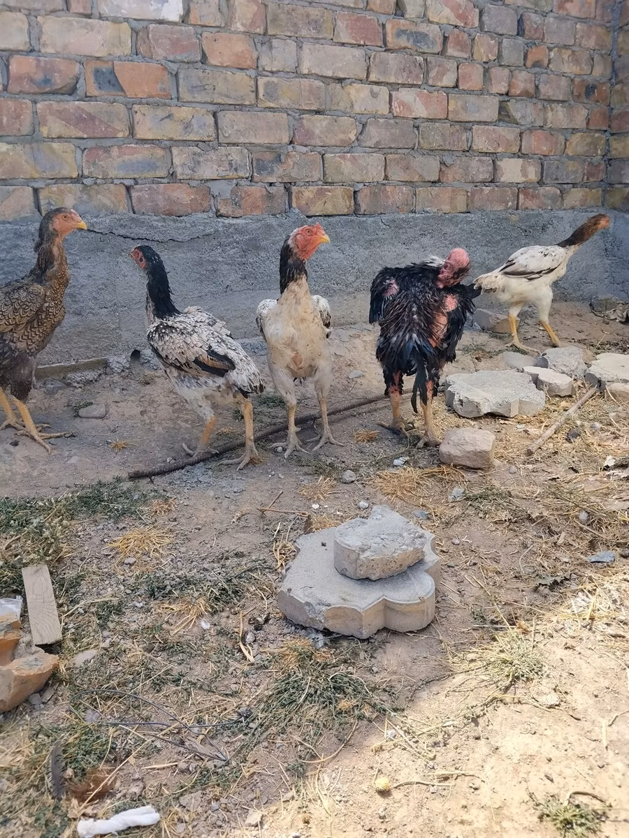 Ayam Cemani