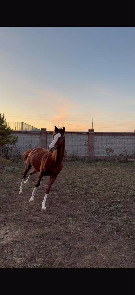 Arabian horse