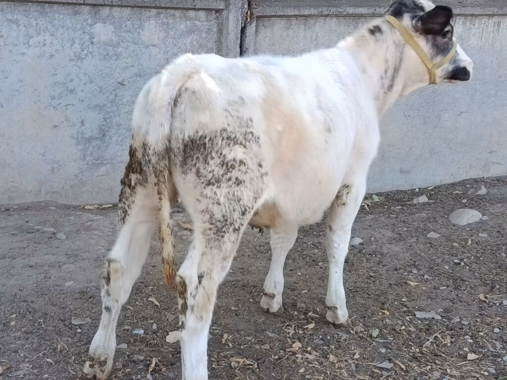Belçika mavi