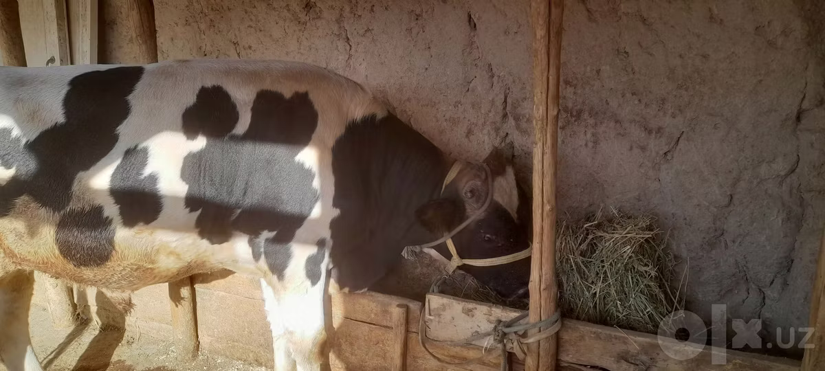 Russian Black pied cattle